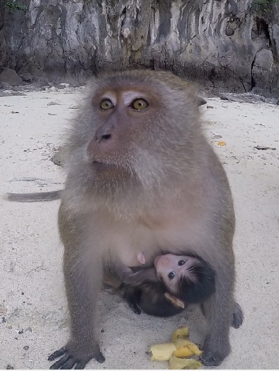Monkey Mama and Monkey Baby