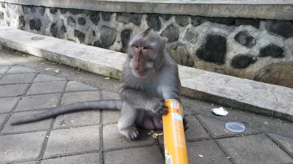 This monkey stole my sunglasses right after eating pringles #noshame... Bali, Indonesia